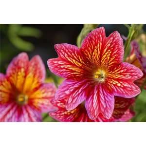  Pink Supreme Salpiglossis Flower Seed Pack Sale Patio 