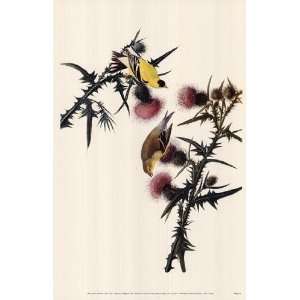  American Goldfinch by John Woodhouse Audubon 11x17 