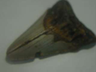 FOSSILIZED MEGALODON TOOTH *HUGE PRE HISTORIC SHARKS TOOTH*  