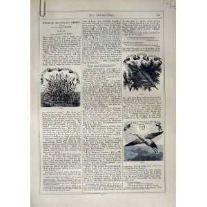 1866 ART JOURNAL HISTORIC DEVICES BADGES BURY PALLISER  