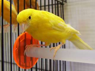 Feathered Phonics #7 Teach your Canary to Sing  