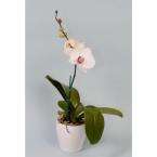    White Phal Orchid in European Pottery  