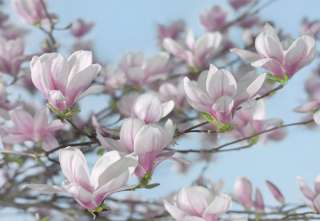 Fototapete Komar Magnolia 8 738 Blüten Blumen Floral  