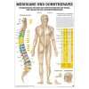 Anatomie Poster   Anatomisches Mini Poster   Meridian & Dorntherapie 
