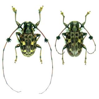   Insect   Cerambycidae/dots&hair No.1   Peru   Pair15mm+