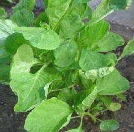 Amaranth Chinese Spinach Round Green Leaf 50 Seeds Pase  