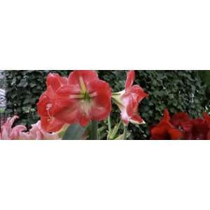 Amaryllis Flowers, Botanical Gardens of Buffalo and Erie County 