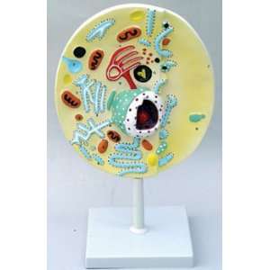  Copernicus   Animal Cell Model: Toys & Games