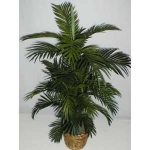  NEW 4 Tropical Areca Palm Tree