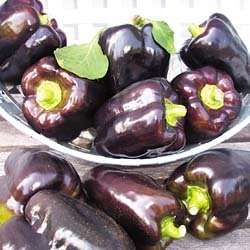 Purple Beauty Bell Pepper Seeds   30  