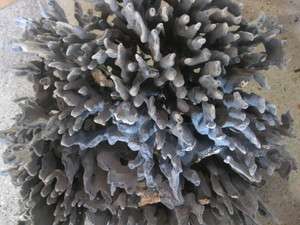 GIANT Blue ridge coral seashell shell reef aquarium 18  