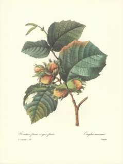 REDOUTE Botanical GIANT HAZEL NUT Flower ORIG Print #85  