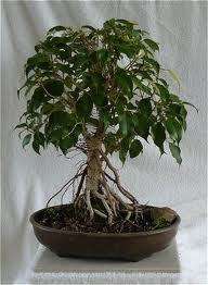   *WEEPING FIG*Ficus Benjamina*7 SEEDS*SHOWY*Fragrant*beauty*#1139 A