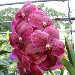 V281 Orchid Plant Vanda Roberts Delight Red Black  