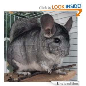 The Ultimate Guide To Caring For Your Pet Chinchilla Allison 