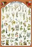 Aromatic Herbs Poster Print, 27x39  