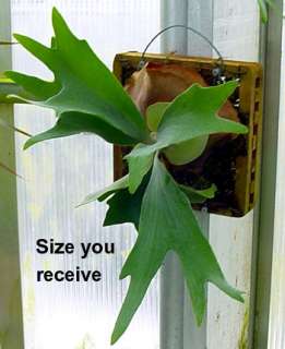 Staghorn Fern Mounted 16   EXOTIC   Great Houseplant  