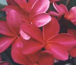 Deep Red Frangipani (Plumeria sp.) 10 Seed  