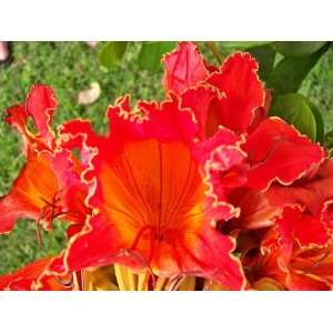  15 RED AFRICAN TULIP TREE (Fire Tree / Flame of the Forest 