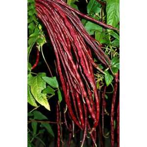  Red Noodle Yard Long Beans 25+ seeds Patio, Lawn & Garden