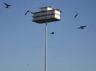 COATES ULTIMATE 4 SECTION TELESCOPING POLE 14 FOR PURPLE MARTIN BIRD 