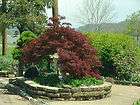 crimson queen japanese maple 1 gallon tree returns accepted within