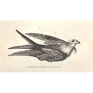  Swallow Tail Falcon 1862 WoodS Natural History Birds 