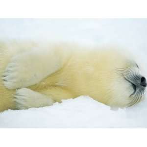  Close View of Sleeping Two Day Old Harp Seal Pup National 