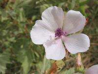 Althaea Officinalis Marshmallow Seed  50 Seed Pack  