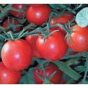  Sweet Chelsea Hybrid Tomato   20 Seeds   Large Cherry 