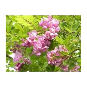  Pink Wisteria Pea type Blooms Locust Tree 2 Seeds Rare 
