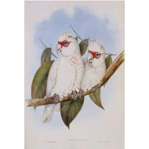 John J Gould   Long Billed Cockatoo #5 13 x 19 inch Birds of Australia 