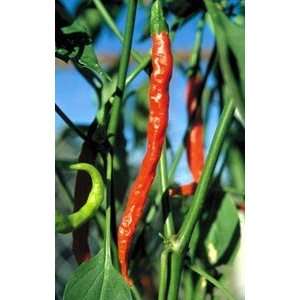 Jwala hot pepper seed packet: Home & Kitchen