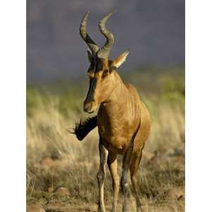  Red Hartebeest, Mountain Zebra National Park, South Africa 