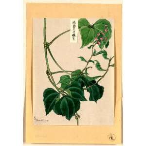   pea or bean plant showing vine, leaves, pods, and blossoms / Matsuwo