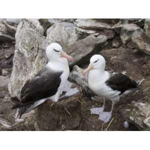 Black Browed Albatross, West Point Island, Falkland Islands, South 